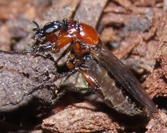 Dilophus strigilatus