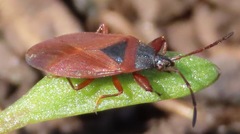Gastrodes pacificus