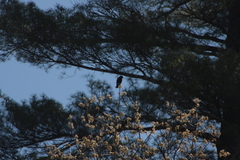 Agelaius phoeniceus