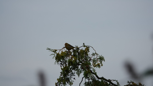 European Greenfinch