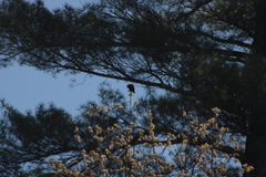 Agelaius phoeniceus