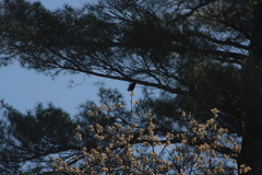 Agelaius phoeniceus