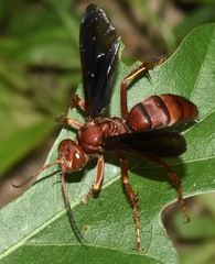 Poecilopompilus algidus marcidus