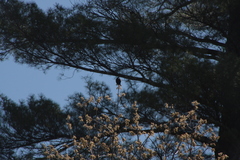 Agelaius phoeniceus