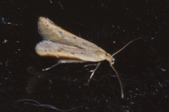 Mesophleps albilinella