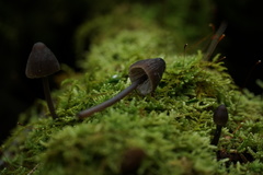 Mycena alcalina