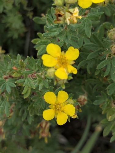 shrubby cinquefoil