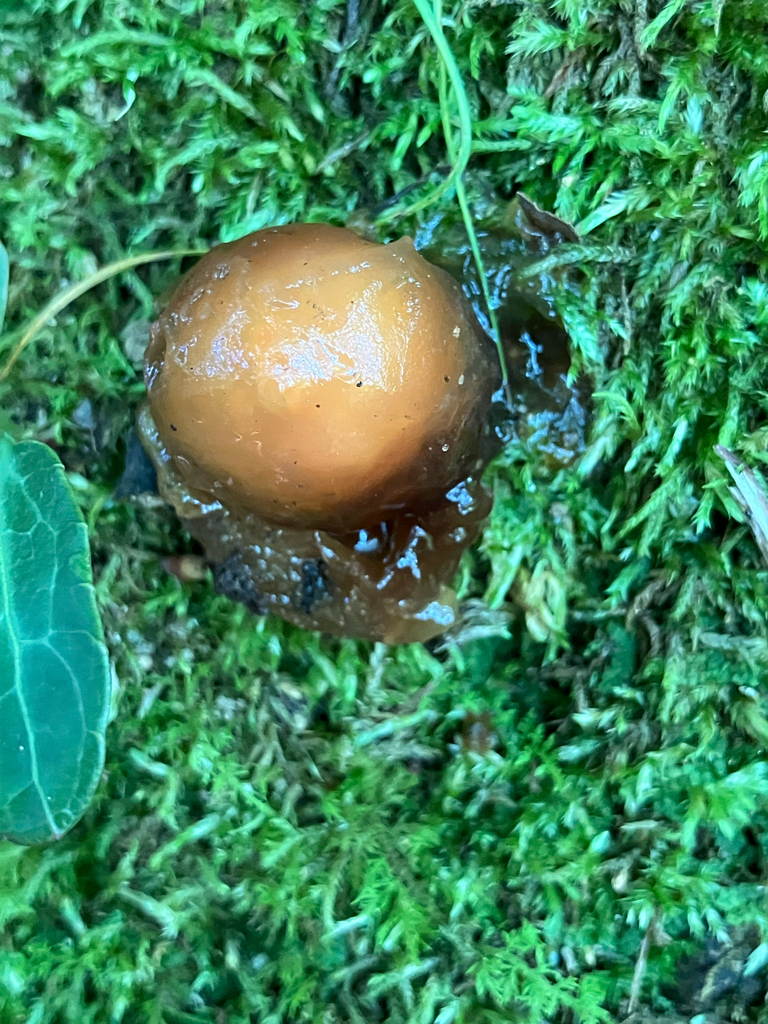 stalked puffball-in-aspic · August 2026 · photo: Photo: (c) Bryan Connolly, some rights reserved (CC BY) · iNaturalist