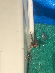 Latrodectus geometricus