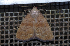 Polypogon ryukyuensis