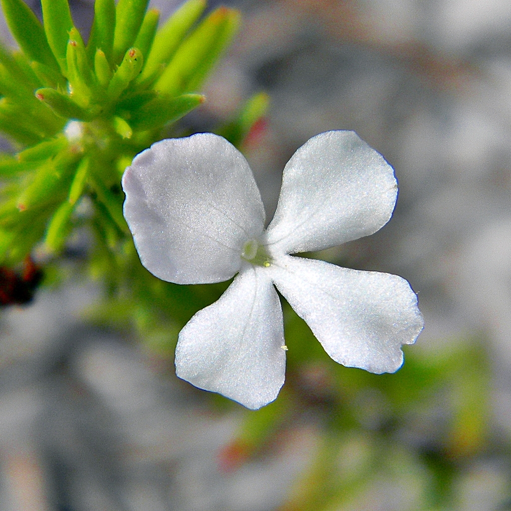 Gratiola hispida