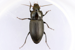 Anisodactylus nigrita