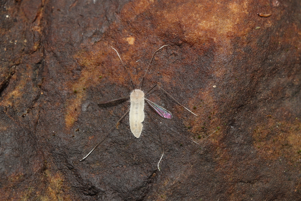Hexatoma brevioricornis