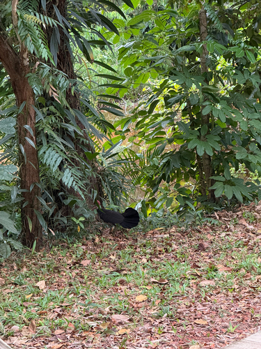 Australian Brushturkey