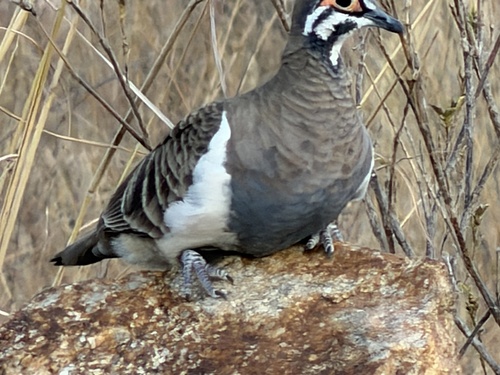 Squatter Pigeon