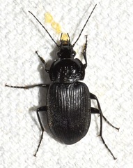 Chlaenius niger