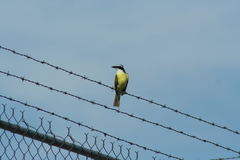 Pitangus sulphuratus
