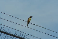 Pitangus sulphuratus