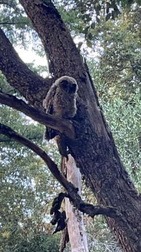 iNaturalist observation photo of Spotted Owl