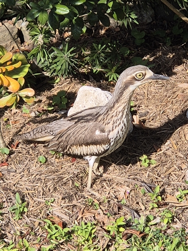 Bush Stone-curlew