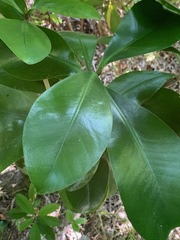 Elingamita johnsonii