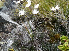 Celmisia laricifolia