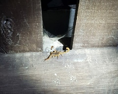 Centruroides tecomanus