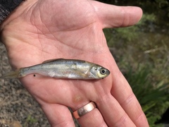 Richardsonius balteatus