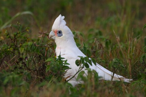 Little Corella