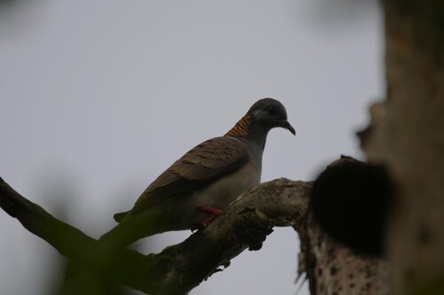 Bar-shouldered Dove