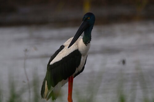 Torresian Black-necked Stork