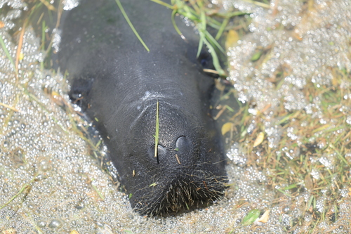 West Indian Manatee observed by paulwan8