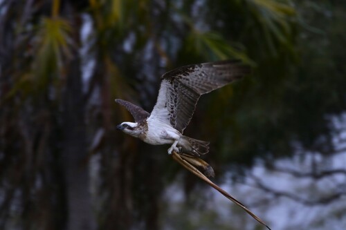 Osprey