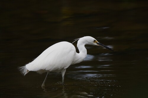 Little Egret