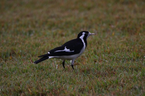 Magpie-lark