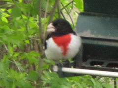 Pheucticus ludovicianus