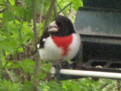 Pheucticus ludovicianus