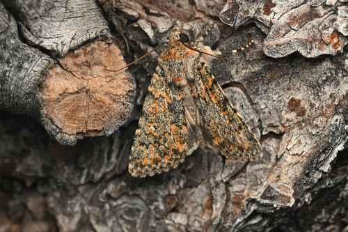 Sympistis wilsonensis