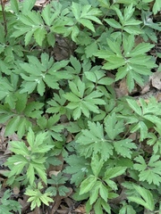 Hydrophyllum virginianum