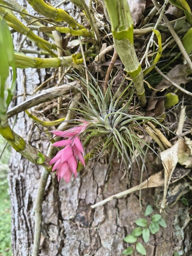 upright airplant