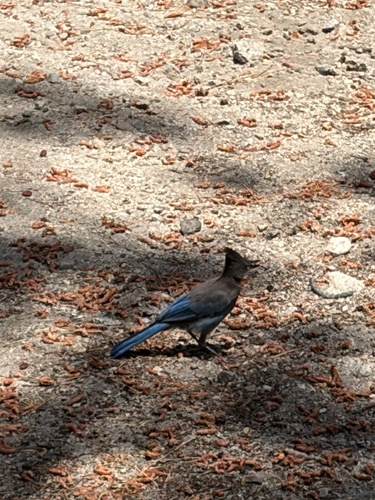 iNaturalist observation photo of Steller's Jay
