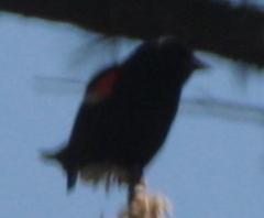 Agelaius phoeniceus
