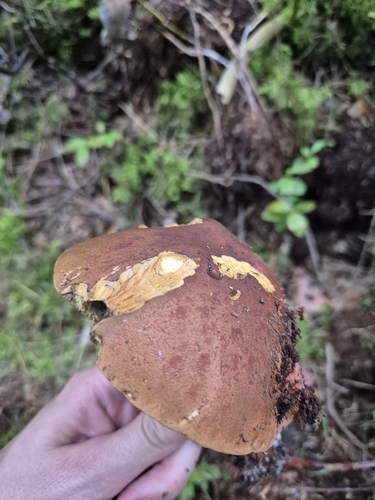 Bay Bolete