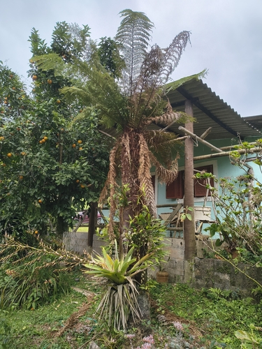 imperial samambaiaçu