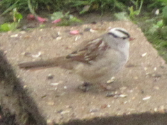 Zonotrichia leucophrys