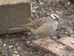 Zonotrichia leucophrys