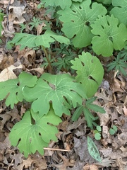Podophyllum peltatum