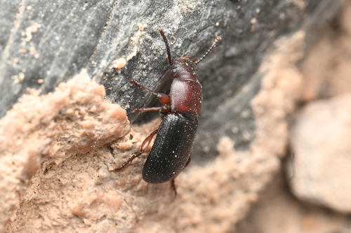Conibiosoma elongatum