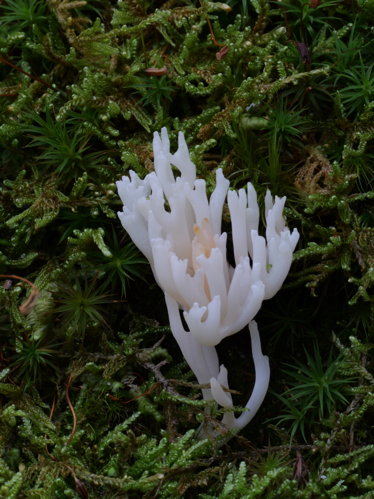 white coral fungus · August 2026 · photo: Photo: no rights reserved · iNaturalist