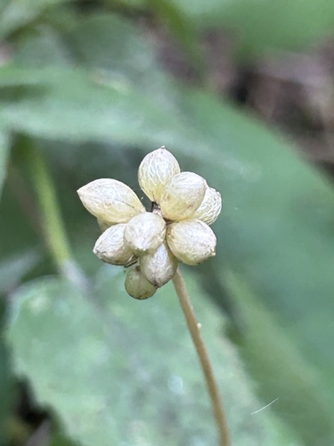 Allium canadense, 2026-08-09